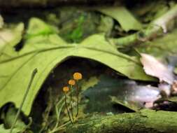 Marasmius graminum (Lib.) Berk. 1860的圖片