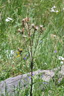 Cirsium clavatum var. americanum (A. Gray) D. J. Keil resmi