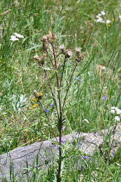 Plancia ëd Cirsium clavatum (M. E. Jones) Petr.