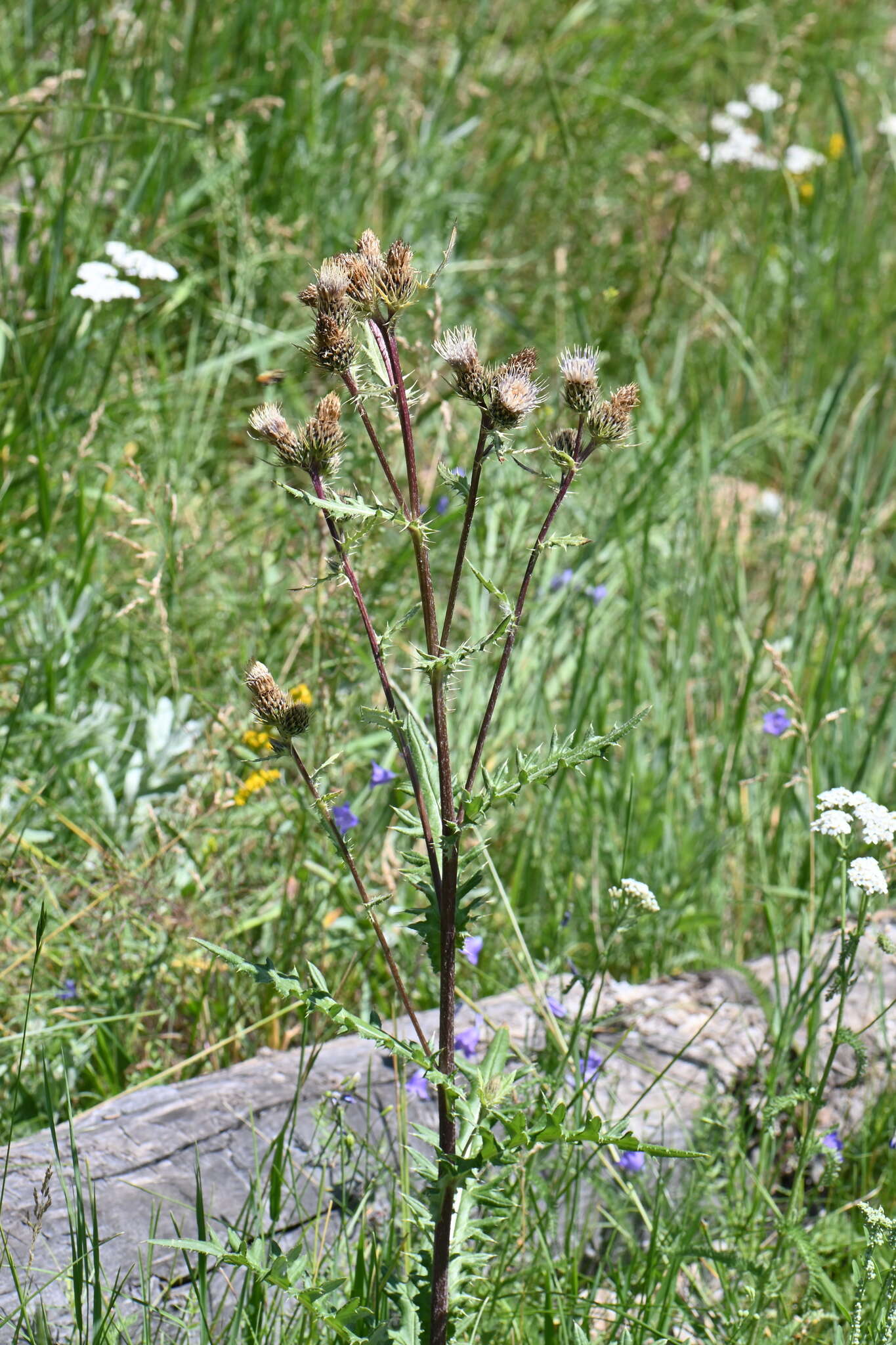 Plancia ëd Cirsium clavatum var. americanum (A. Gray) D. J. Keil