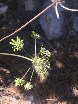 Слика од Cymopterus longiradiatus (Mathias, Constance & W. L. Theob.) B. L. Turner