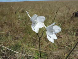 Plancia ëd Delphinium leroyi Franch. ex Huth