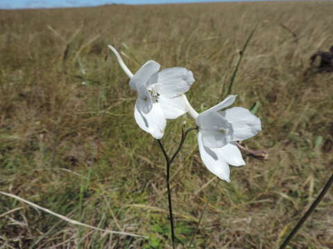 Image of Delphinium leroyi Franch. ex Huth