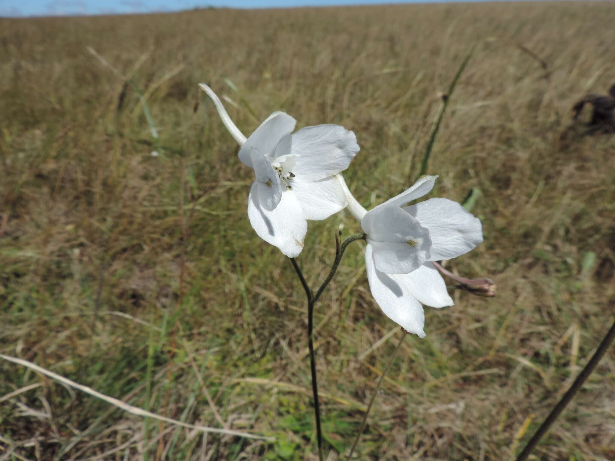 Delphinium leroyi Franch. ex Huth的圖片