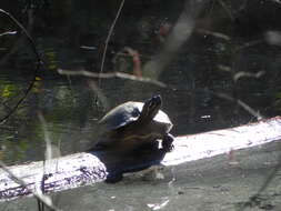 Image of yellow-bellied slider