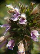 Image of black horehound