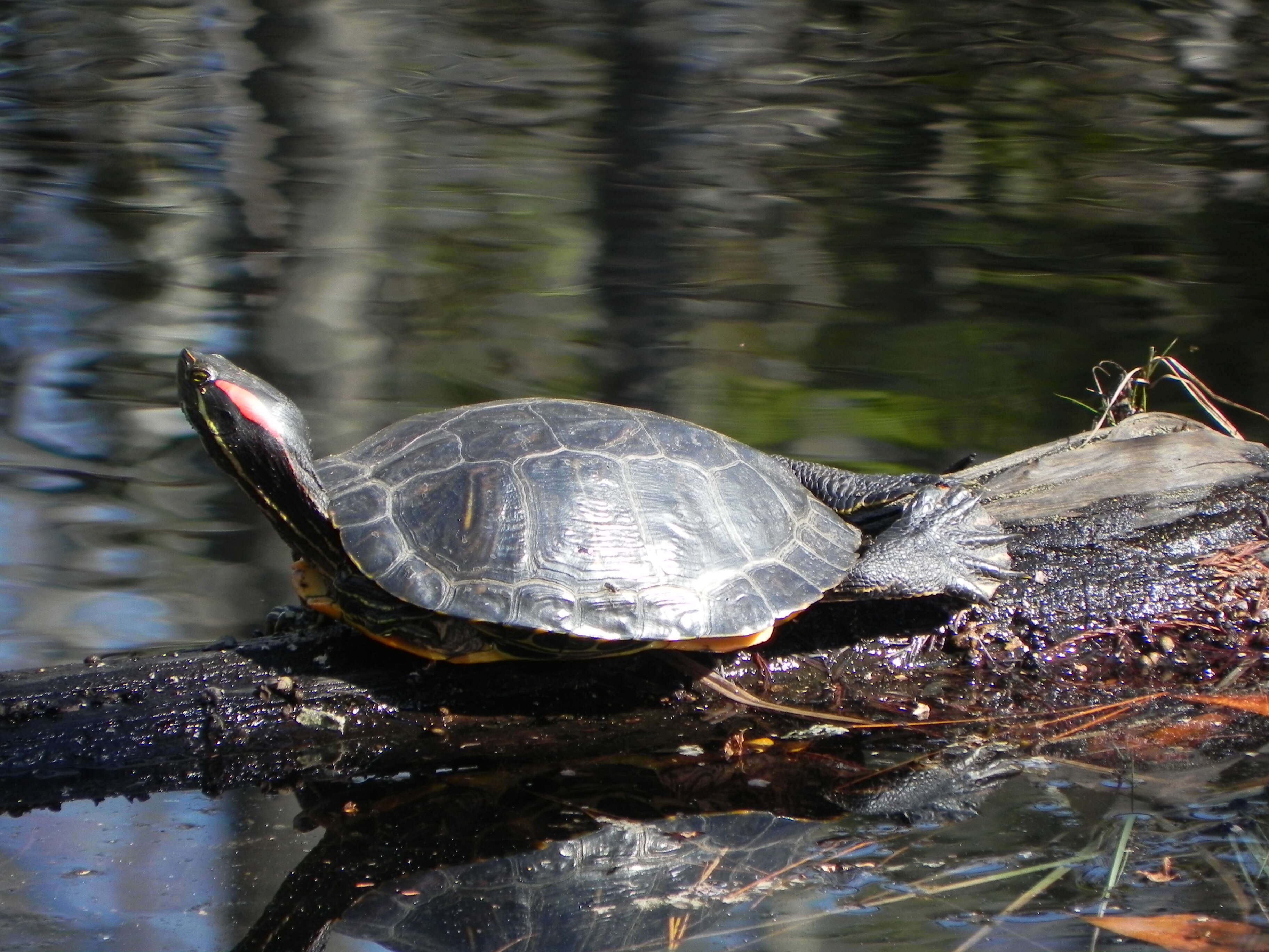 Image of slider turtle, red-eared terrapin, red-eared slider