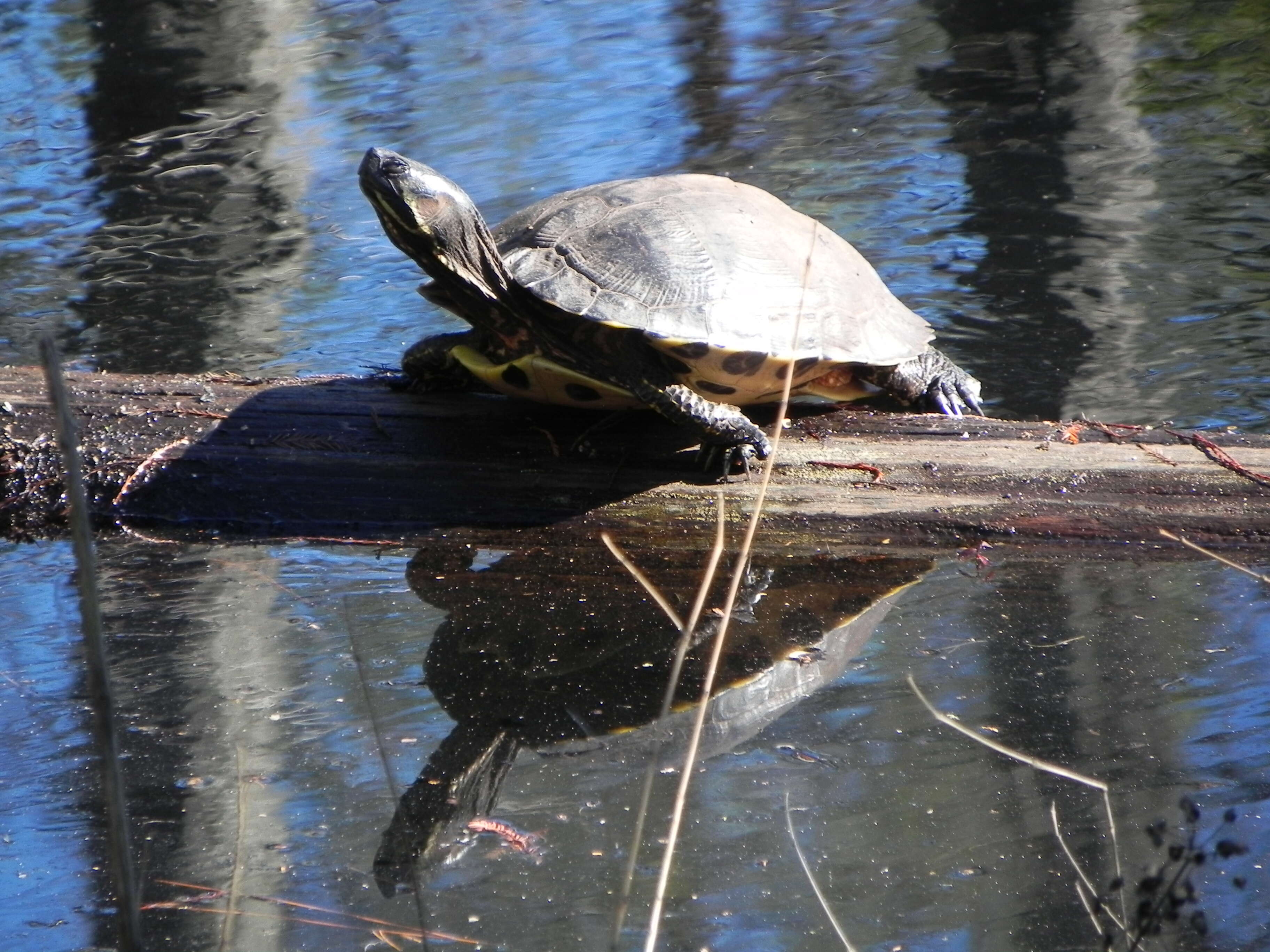 Image of yellow-bellied slider