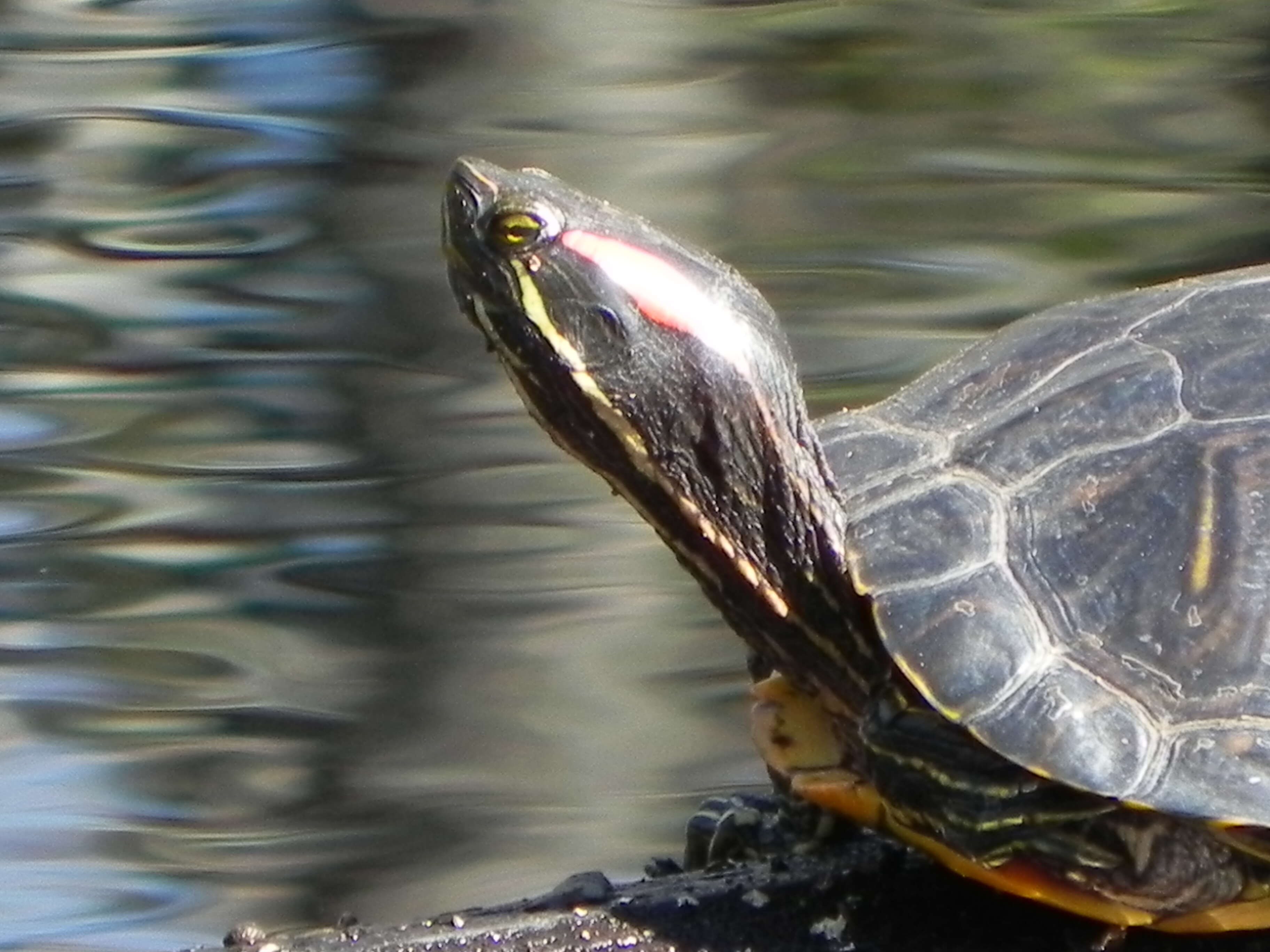 Image of slider turtle, red-eared terrapin, red-eared slider