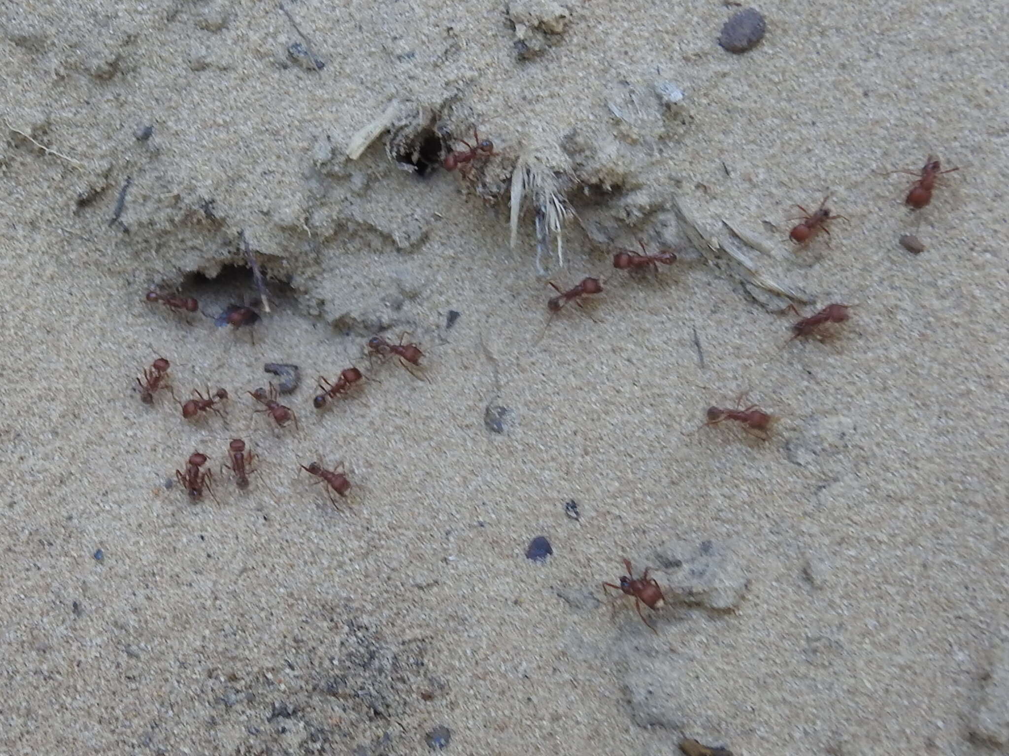 Image of Pogonomyrmex comanche Wheeler 1902