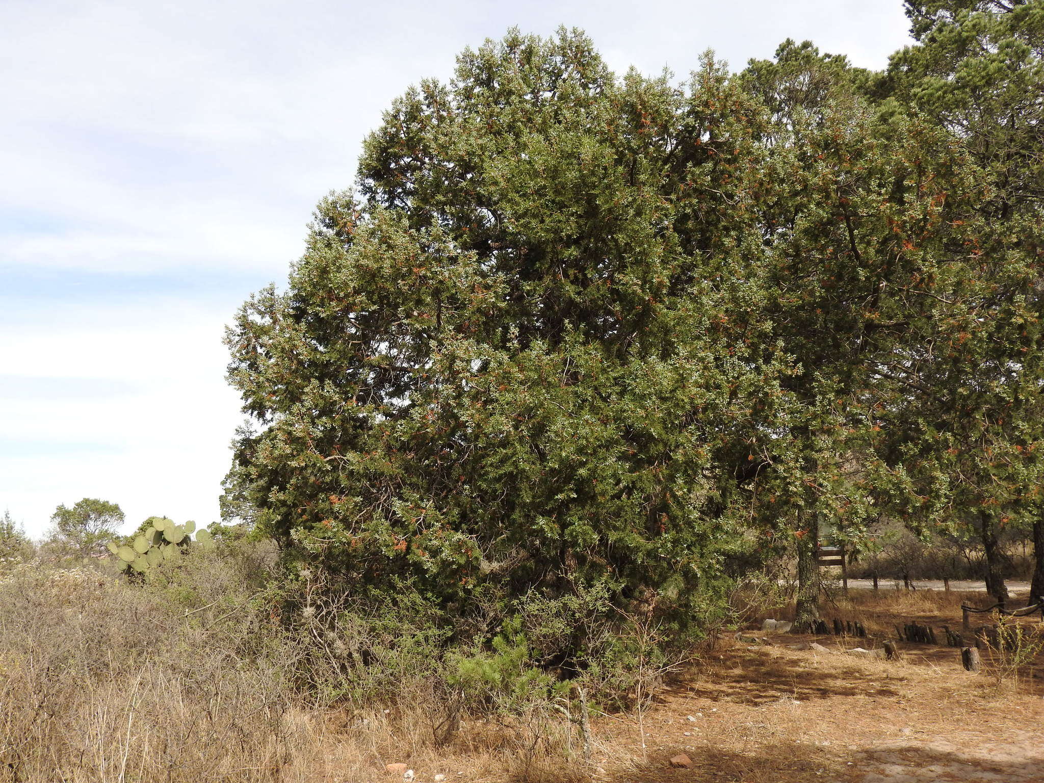 Juniperus deppeana var. zacatecensis Martínez的圖片