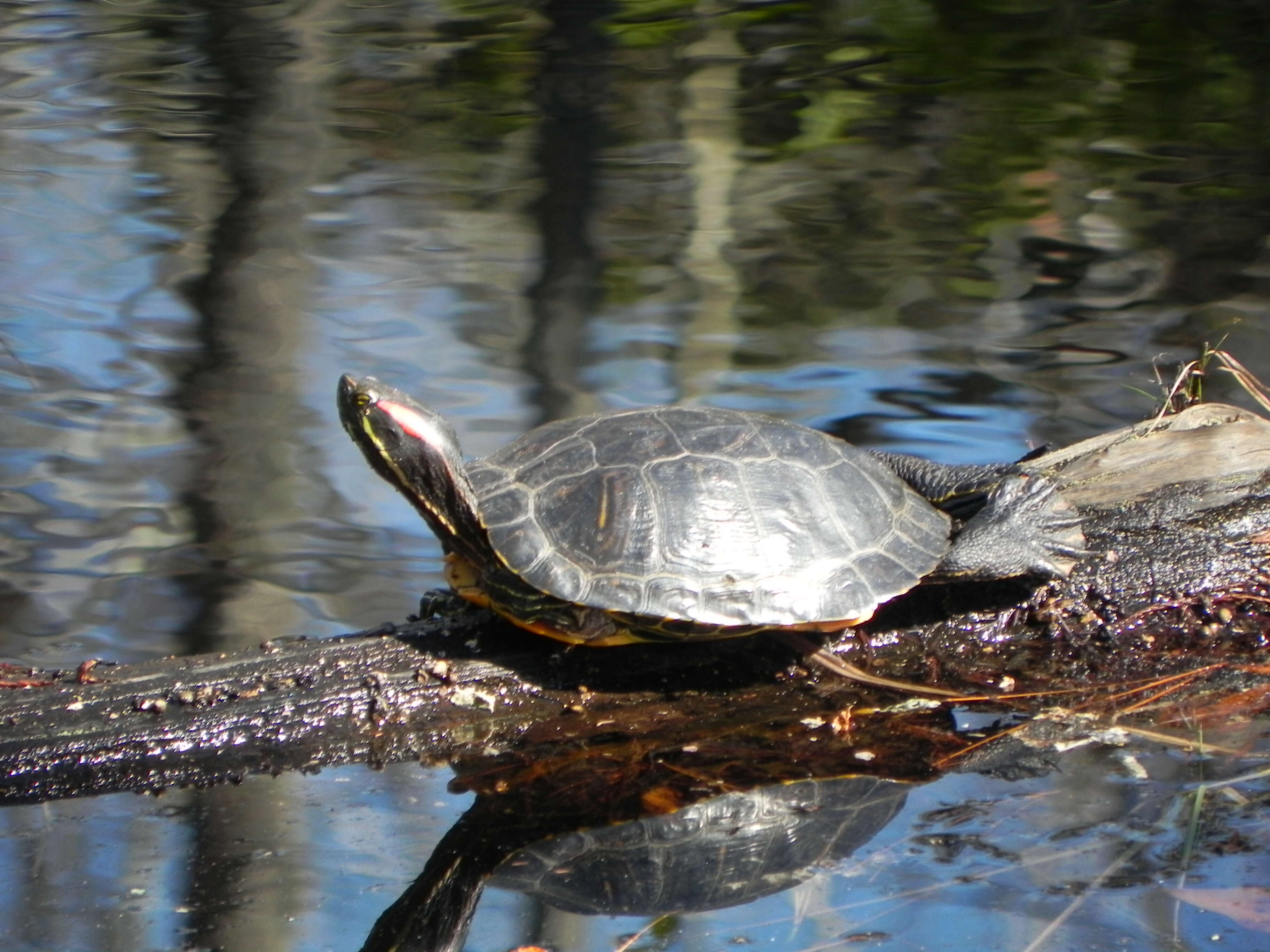 Image of slider turtle, red-eared terrapin, red-eared slider