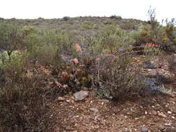 Image of Astroloba rubriflora (L. Bolus) Gideon F. Sm. & J. C. Manning