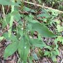 Image of cornel-leaf whitetop