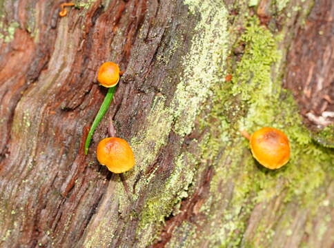 Image of Pholiota eucalyptorum (Cleland) Singer 1952