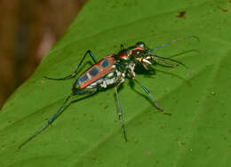 Imagem de Cicindela (Cosmodela) barmanica Gestro 1893