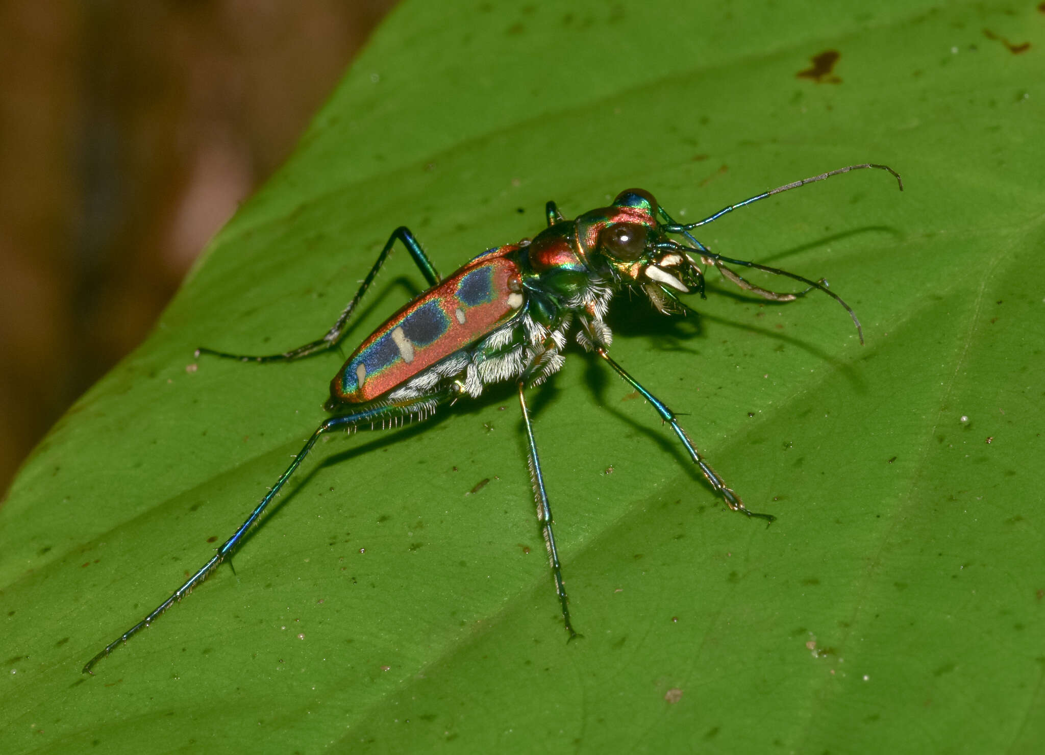 Imagem de Cicindela (Cosmodela) barmanica Gestro 1893