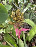 Image of Aechmea stenosepala L. B. Sm.