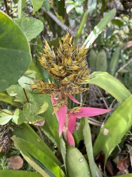 Image of Aechmea stenosepala L. B. Sm.