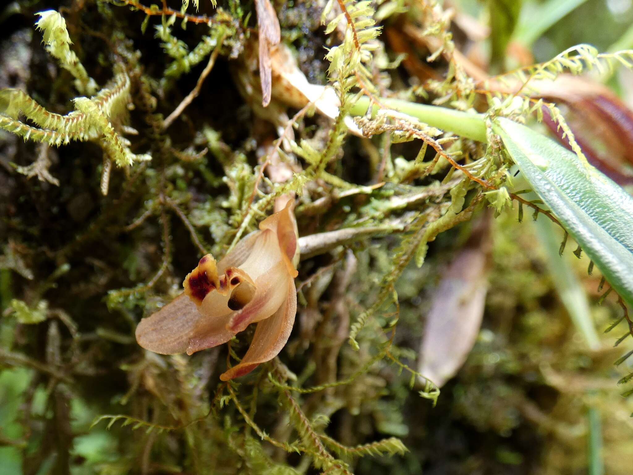 Image of Maxillaria acostae Schltr.