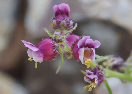 Image of Scrophularia ruprechtii Boiss.