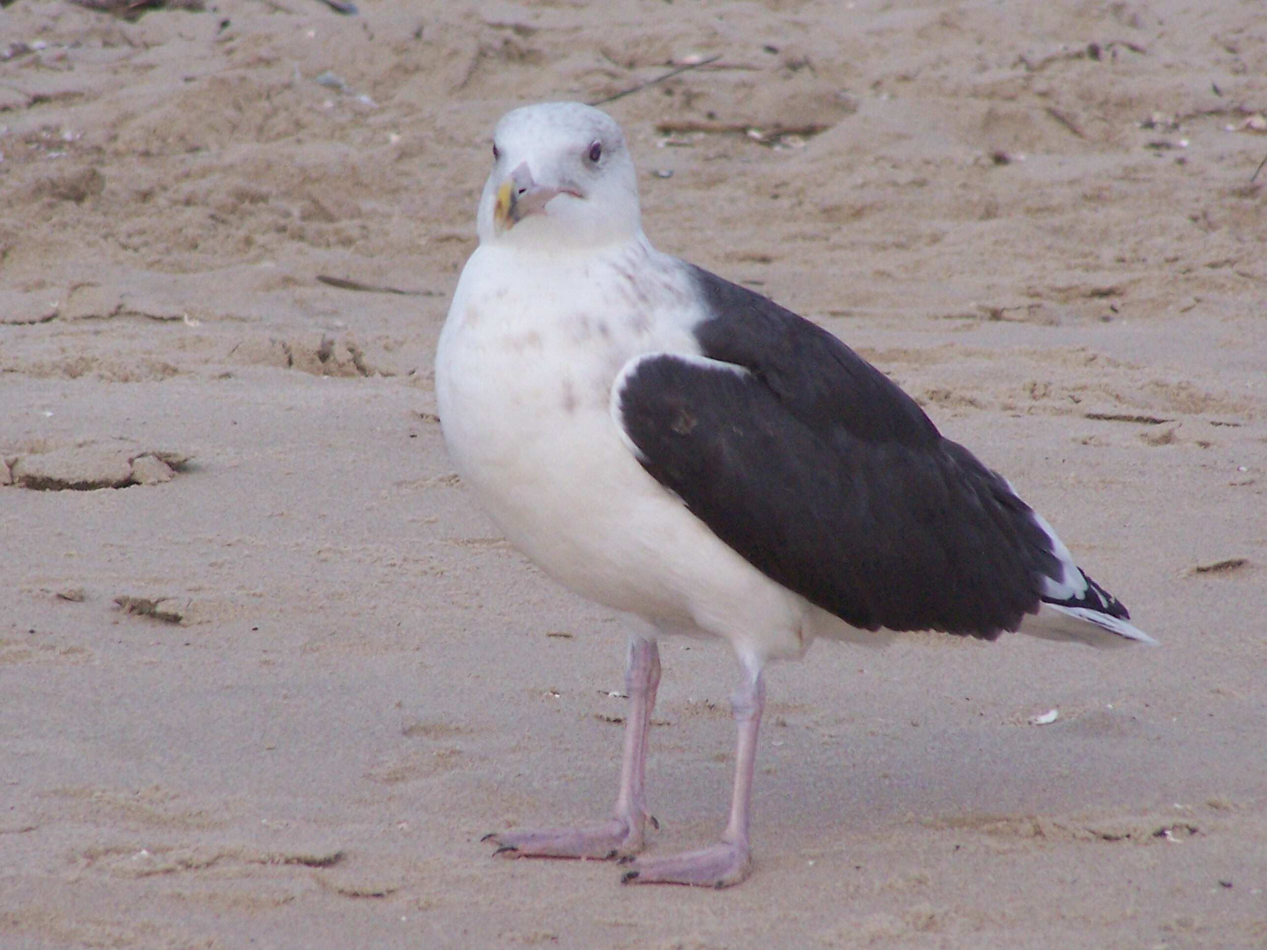 Image of Great Black-backed Gull