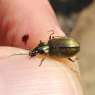 Image of Agonum (Agonum) marginatum (Linnaeus 1758)