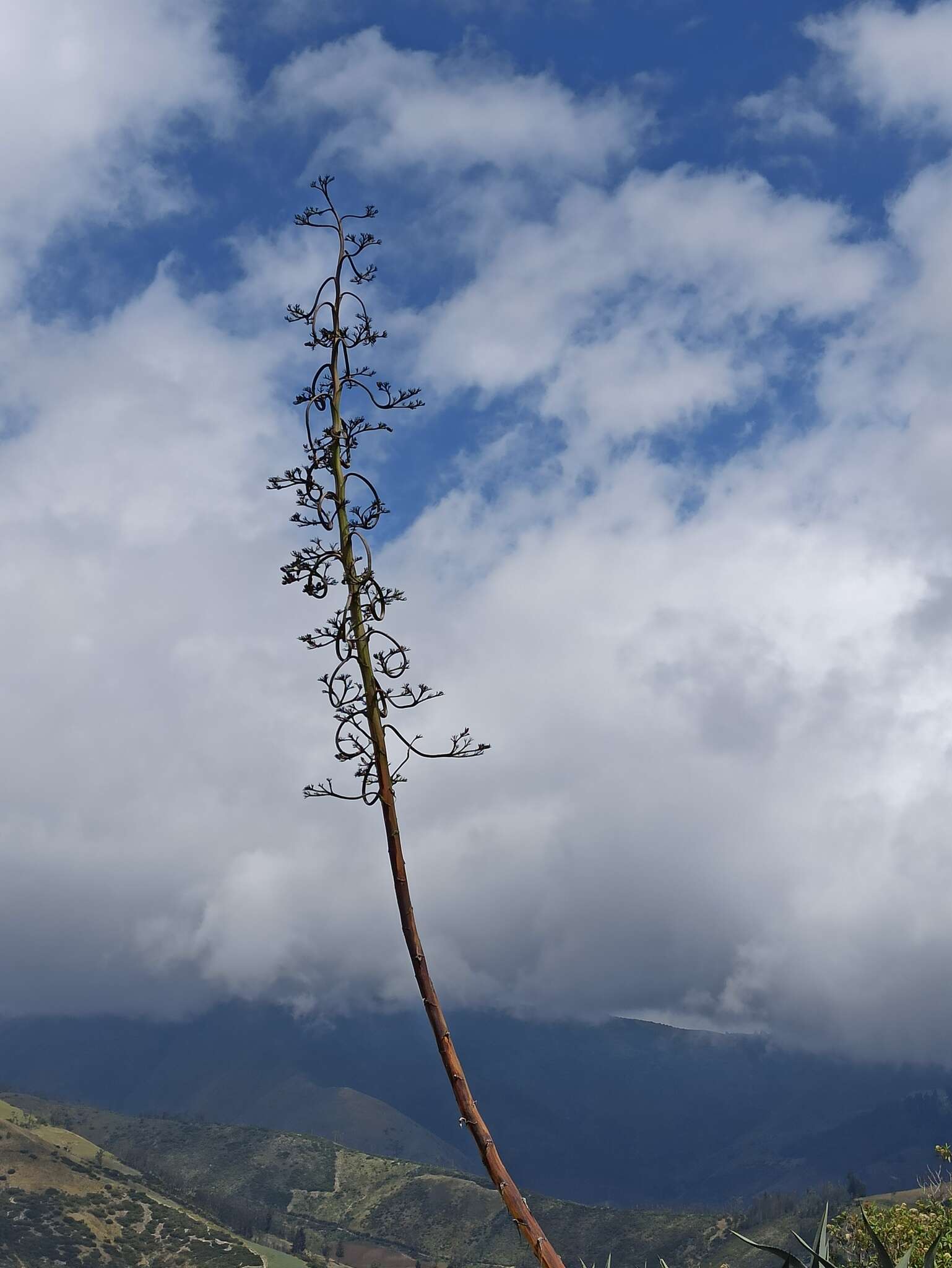 Agave americana subsp. americana resmi