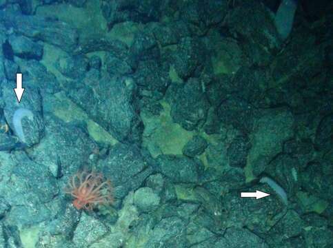 Image of Moseley's sea cucumber