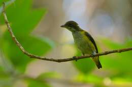 Image of Yellow-sided Flowerpecker