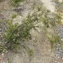 Image of Hakea florida R. Br.