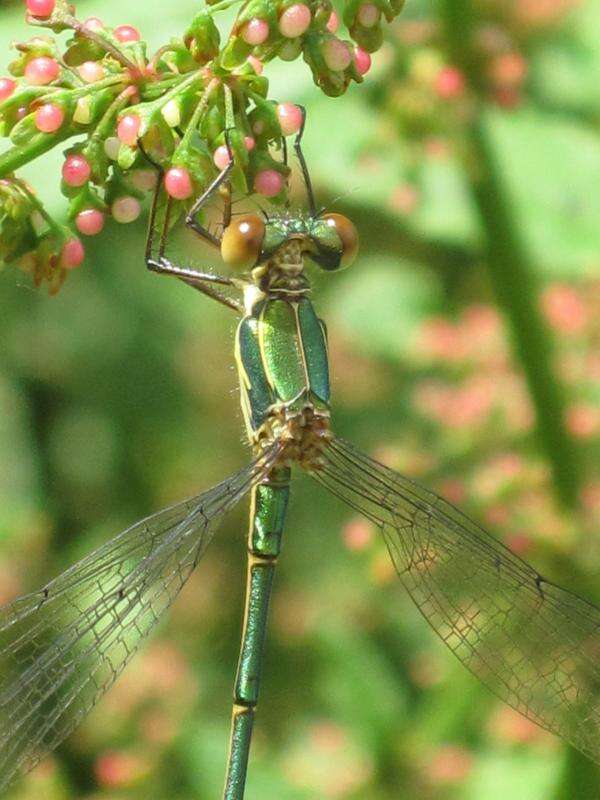 Image of Chalcolestes Kennedy 1920