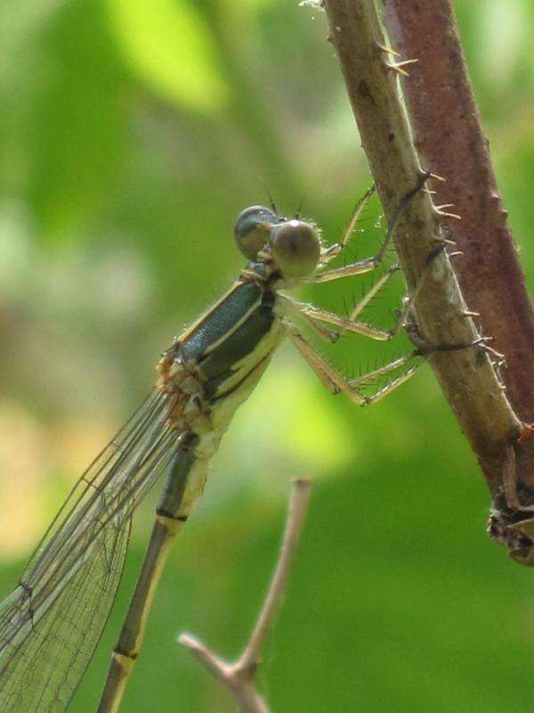 Image of Chalcolestes Kennedy 1920