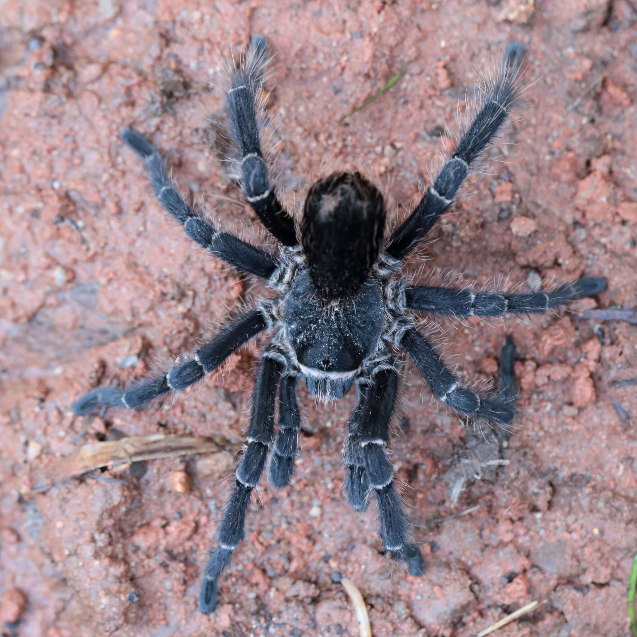 Image of Eupalaestrus roccoi