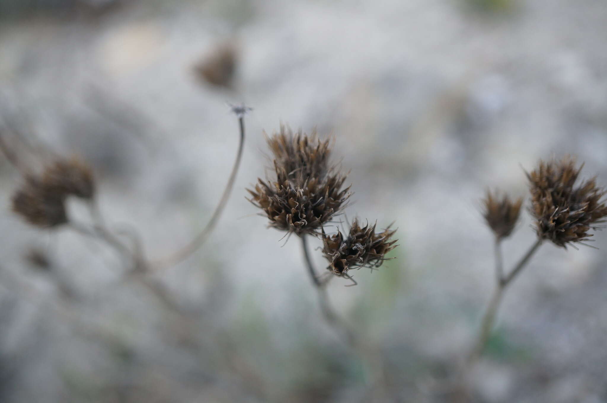 Image of Dianthus pseudarmeria M. Bieb.