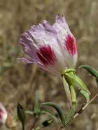 Image of redspot clarkia