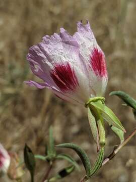 Image of redspot clarkia