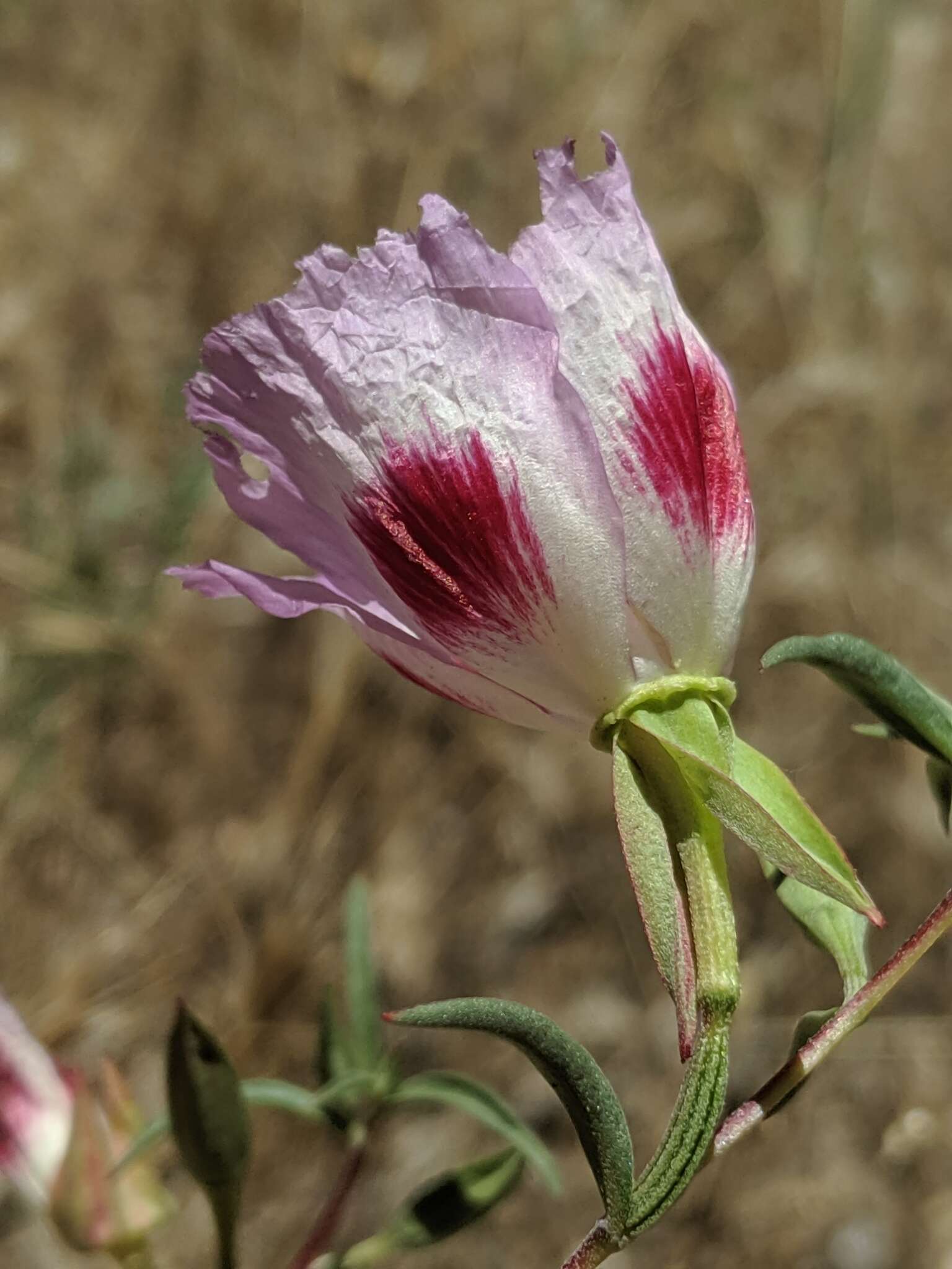 Image of redspot clarkia