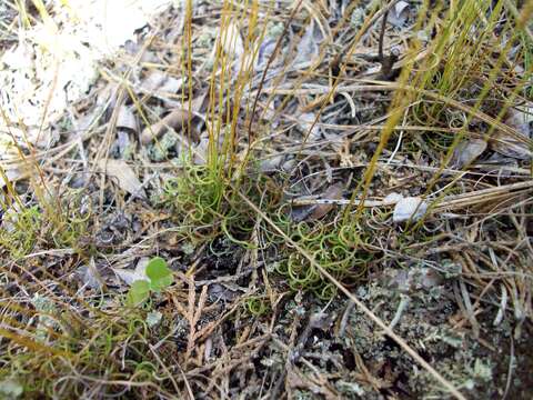 Image of little curlygrass fern