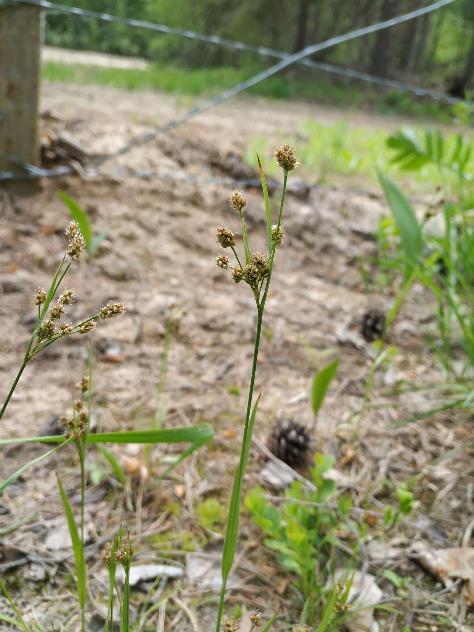 Plancia ëd Luzula pallescens Sw.