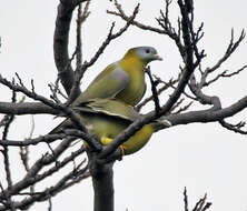 Слика од Treron phoenicopterus (Latham 1790)