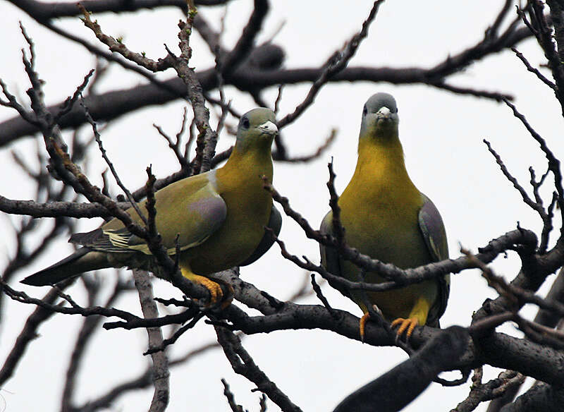 Image of Yellow-footed Green Pigeon