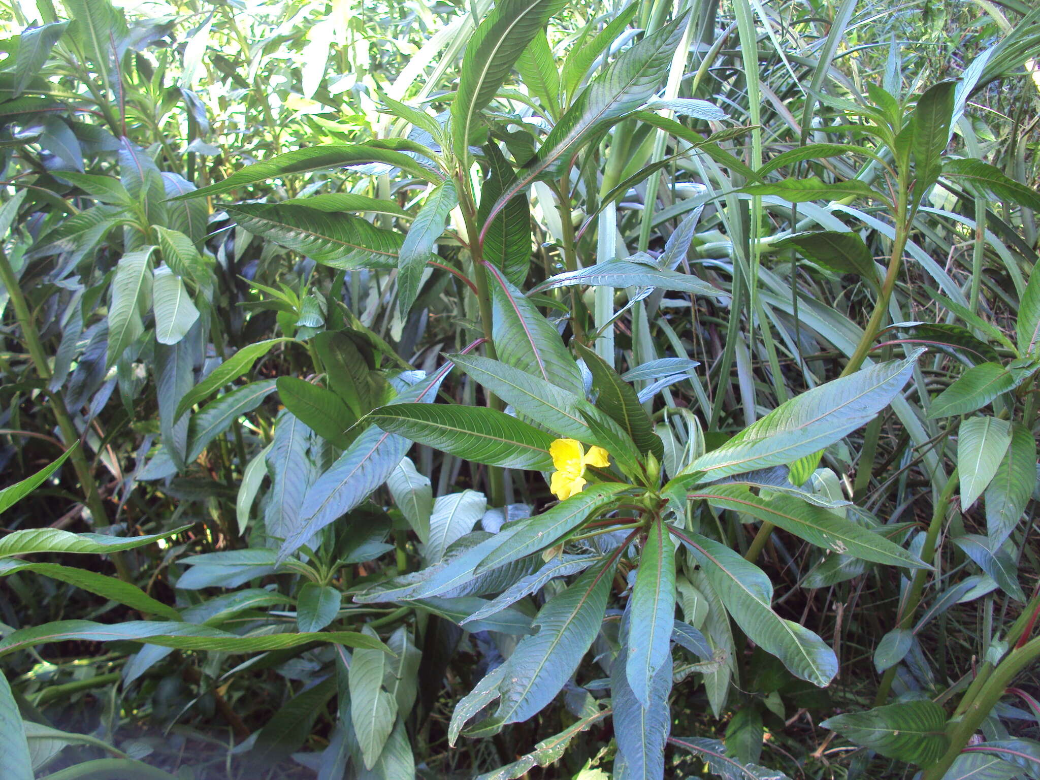 Image de Ludwigia elegans (Cambess.) Hara