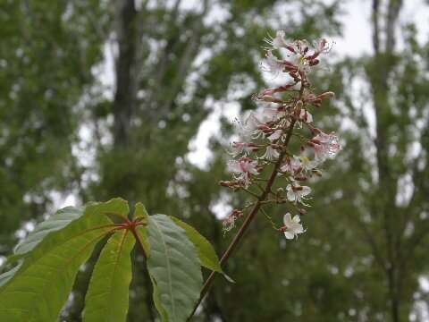 Imagem de Aesculus indica (Colebr. ex Cambess.) Hook.