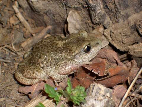 Image of Midwife toads