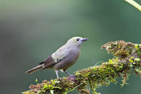 Image of Palm Tanager