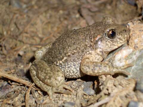 Image of Midwife toads