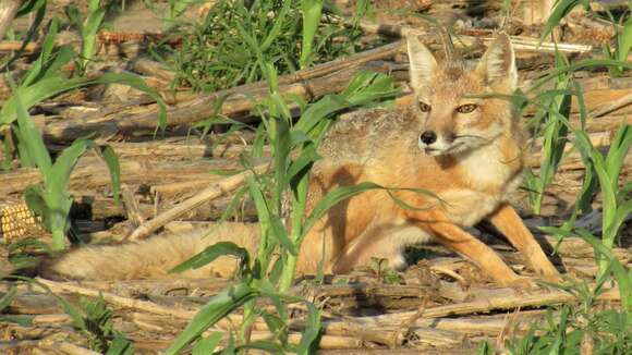 Image of swift fox