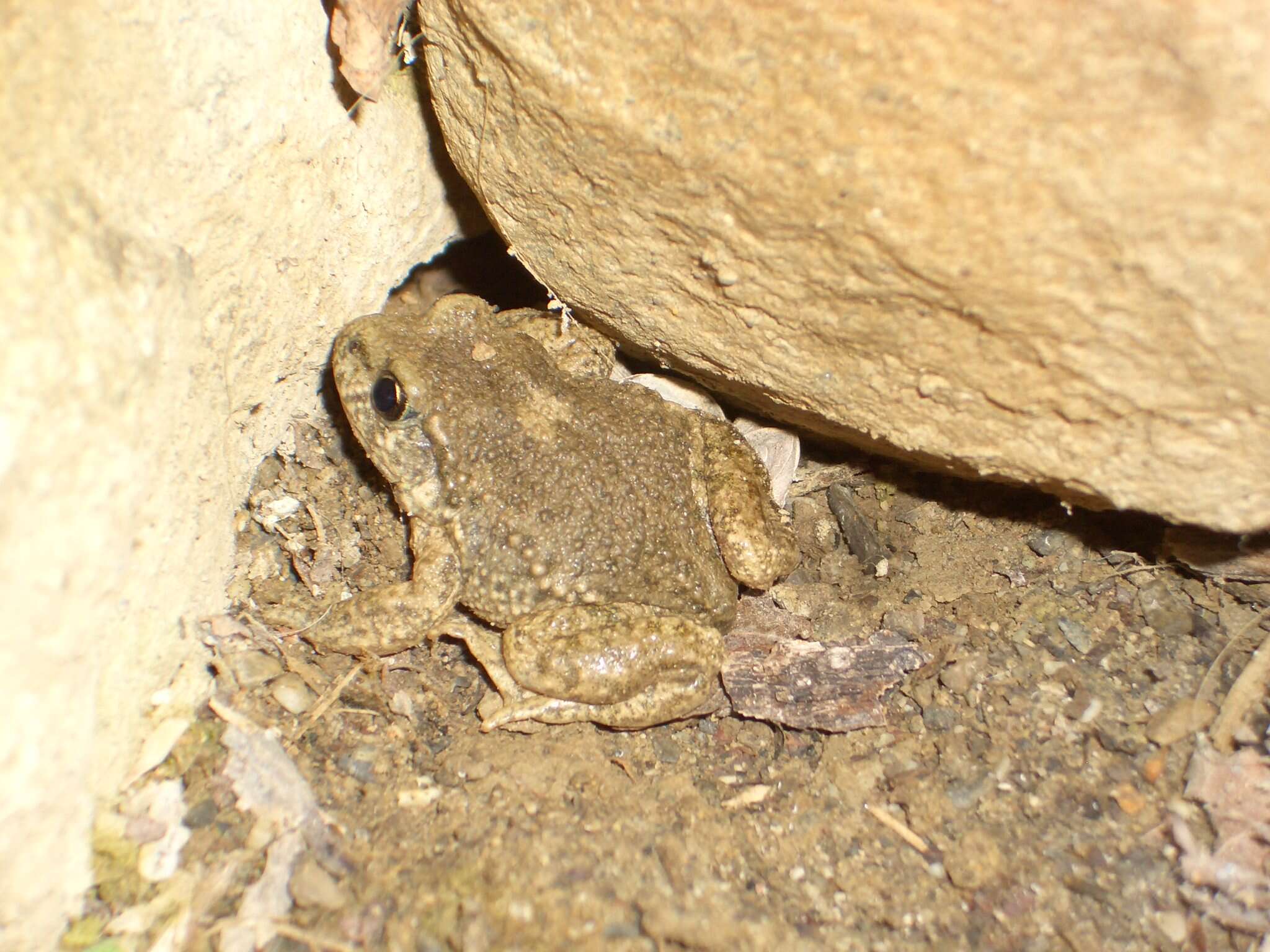 Image of Midwife toads