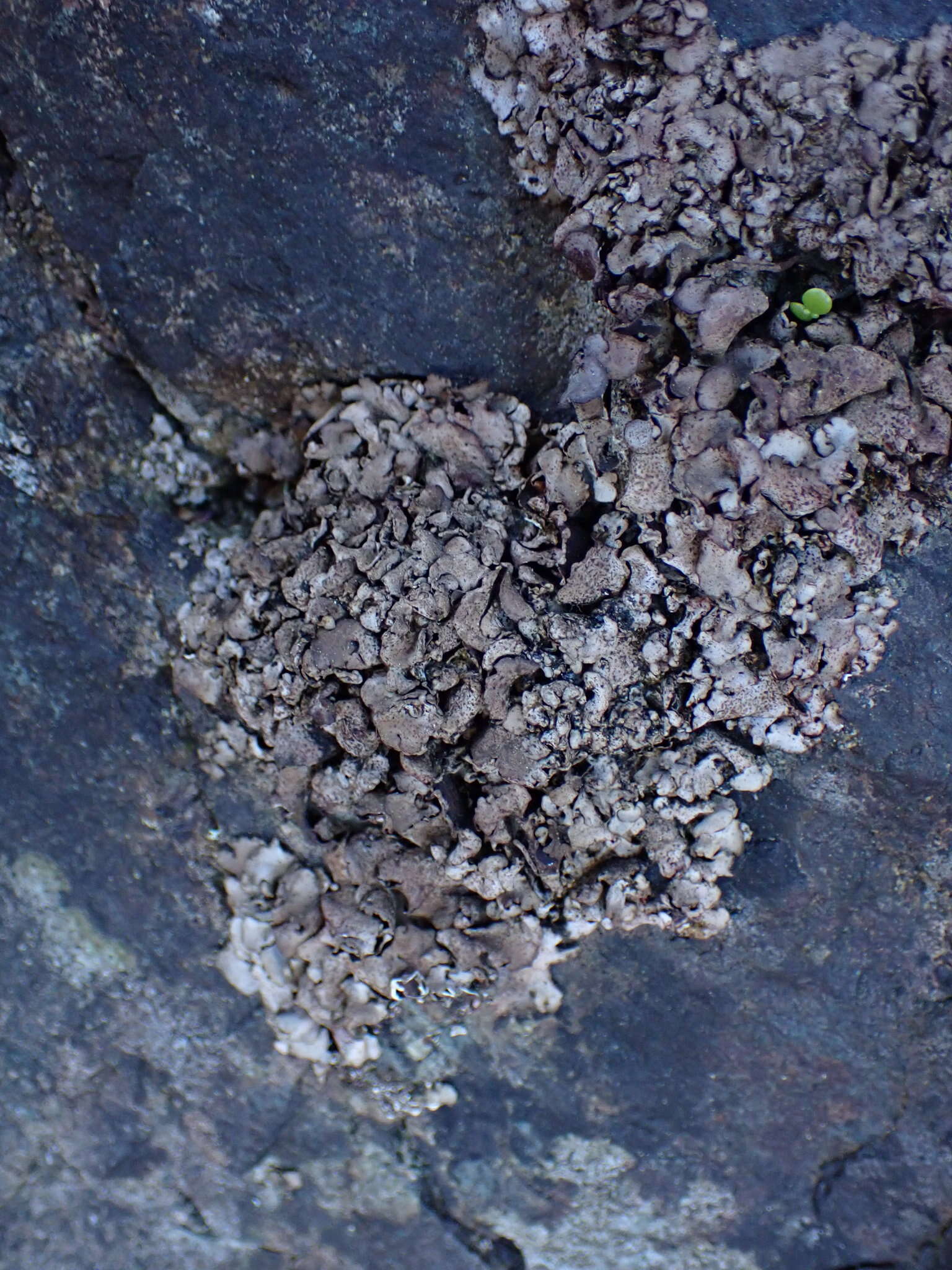 Image of reticulate silverskin lichen